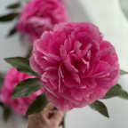 Pivoňka (Bomb Peony)