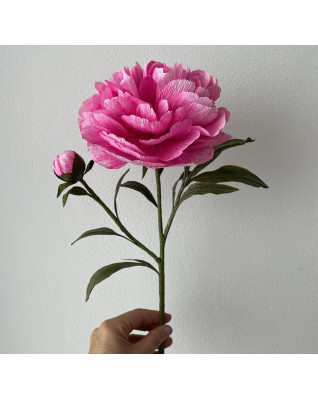 Pivoňka (Bomb Peony)