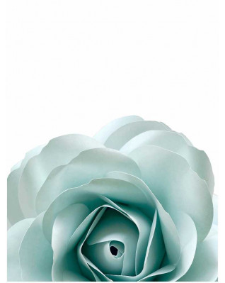 Plakát růže 30x40cm