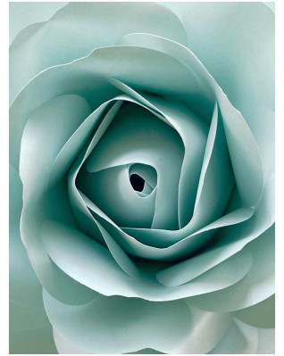 Plakát růže 30x40cm