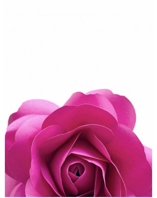 Plakát růže 30x40cm