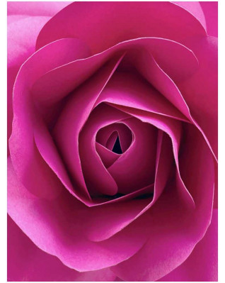 Plakát růže 30x40cm