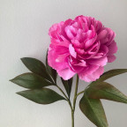 Pivoňka (Bomb Peony)