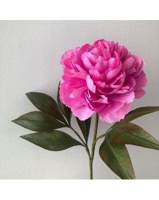 Pivoňka (Bomb Peony) Pivoňka (Bomb Peony)